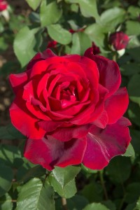 JUBILEE PAPA MEILLAND (hybrid tea)